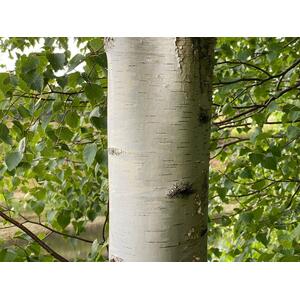 Betula Pendula Silver Birch Tree Plant - Green by Direct Plants