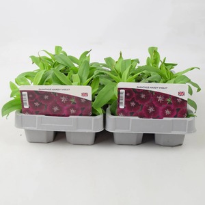 Dianthus Violet - 12 Plants, British Grown, Garden-Ready Flowers - Violet by Plants By Post