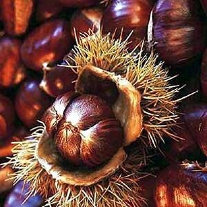 Sweet Chestnut Tree Castanea Sativa Fruit Nut Tree with Pot - Green by Direct Plants