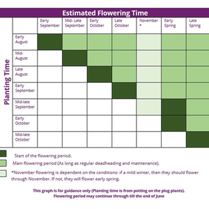 40 x Pansy Matrix Mix Plug Plants - MIXED by Brookside Nursery Fresh