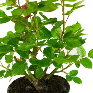 New Born Baby Rose Bush - White by Gardeners Dream