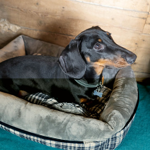Small Grey Check Pet Bed - Grey by Dreampaws