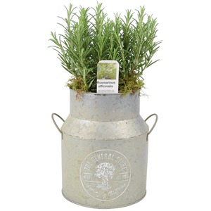 Rosemary Milk Churn Planter - Frost and Rust Resistant Herb Pot - Silver by Plants By Post
