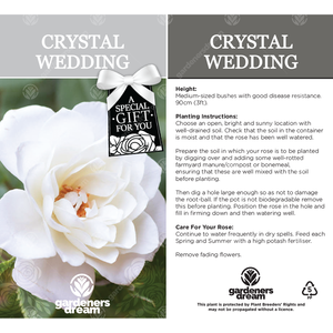 Crystal 15th Anniversary Rose Bush - White by Gardeners Dream