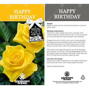 Happy Birthday Rose Bush - Yellow by Gardeners Dream