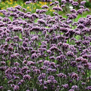 Verbena Bonariensis Garden Ready Plants - Purple by Thompson & Morgan