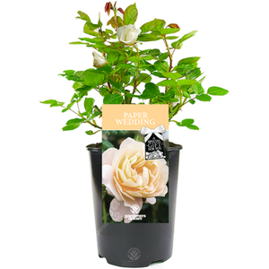 1st Anniversary Gift Rose Bush - White by Gardeners Dream