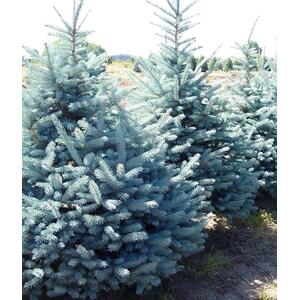 Picea Pungens Edith Blue Colorado Spruce Tree - Green by Direct Plants