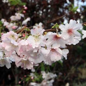 Prunus Autumnalis White Flowering Cherry Tree 5-6ft 7.5 Litre Pot - White by Direct Plants