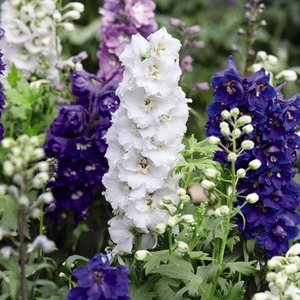 Delphinium Magic Fountains Mix Garden Ready Plants - Mixed by Thompson & Morgan