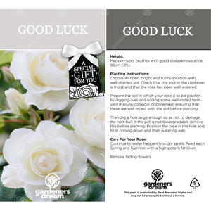 Good Luck Rose Bush - White by Gardeners Dream
