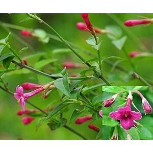 Jasminum Beesianum Climbing Red Jasmine - Pink by Direct Plants