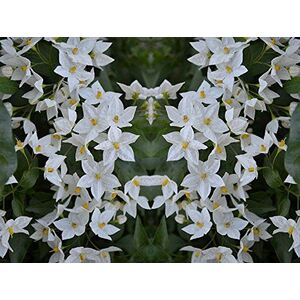 Solanum Jasminoides Alba Climbing Plant 3-4ft - Green by Direct Plants