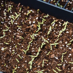 Laeto Your Signature Garden Seed, Cutting Potting Compost - White / 20l by Laeto