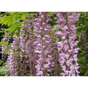 5x Mixed Large Wisteria Climbing Plant Selection Pack Grafted Plants - Multi by Direct Plants