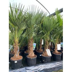 Trachycarpus Fortunei Fan Palm Tree 4-5ft Plant 15-20 Litre Pot - Green by Direct Plants