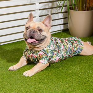 Eden Pet Shirt by Clever Paws