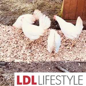 Premium Hardwood Chicken Coop Wood Chips - Beige / 52kg by Warma