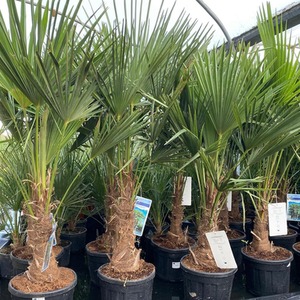 Trachycarpus Fortunei Fan Palm Tree 4-5ft Plant 15-20 Litre Pot - Green by Direct Plants