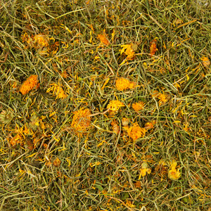 Timothy Rich Hay by Nature's Own