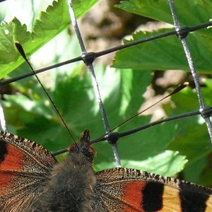 Heavy Duty Fruit Cage Netting Mole Protection Mesh by True Products