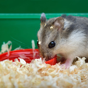 Large Bale Wood Shavings Animal Bedding - Beige / 20kg by Warma