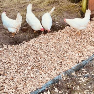 Premium Hardwood Chicken Coop Wood Chips - Beige / 52kg by Warma