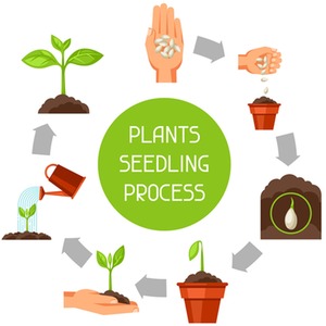 3 Large Plastic Seed Plant Pots 15cm Germination Terracotta Colour - Terracotta / 6 by Whitefurze