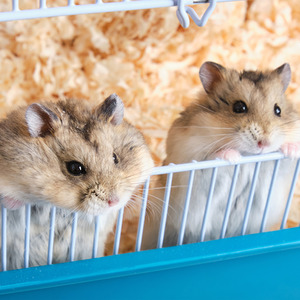 Large Bale Wood Shavings Animal Bedding - Beige / 20kg by Warma