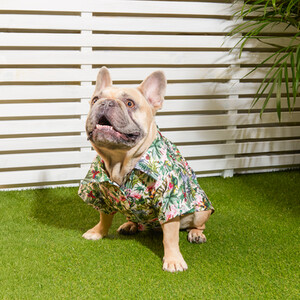 Eden Pet Shirt by Clever Paws