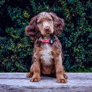 Pretty Pup London Adjustable Dog Collar - Rainbow Swirl - Rainbow / Small by Pretty Pup London