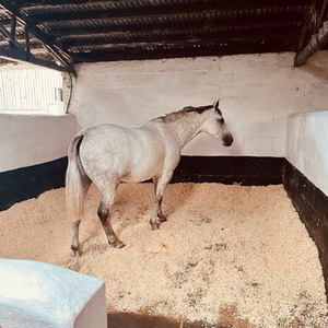 Large Bale Wood Shavings Animal Bedding - Beige / 20kg by Warma