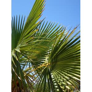 Trachycarpus Fortunei Fan Palm Tree 4-5ft Plant 15-20 Litre Pot - Green by Direct Plants