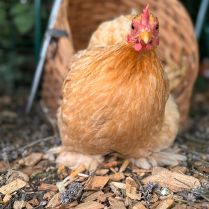 Premium Hardwood Chicken Coop Wood Chips - Beige / 52kg by Warma