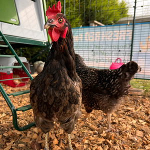 Premium Hardwood Chicken Coop Wood Chips - Beige / 52kg by Warma
