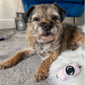 Pretty Pup London Beige Zebra Poo Bag Dispenser - Beige Brown by Pretty Pup London