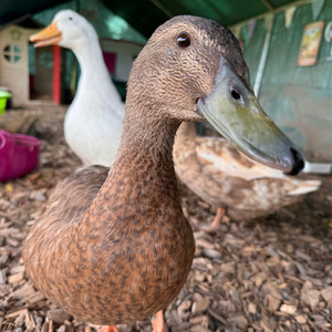 Premium Hardwood Chicken Coop Wood Chips - Beige / 52kg by Warma