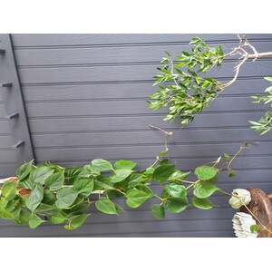 Easipanel Tongue and Groove MDF Wall Panel - 152.2cm by Easipanel