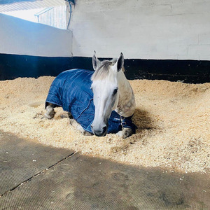 Large Bale Wood Shavings Animal Bedding - Beige / 20kg by Warma