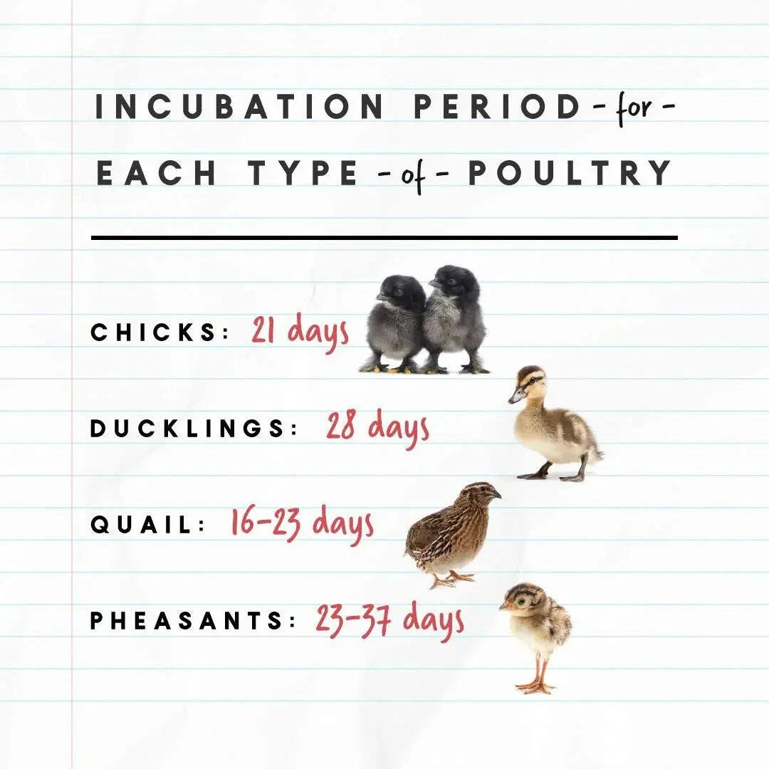 Harris Farms Nurture Right 360 Incubator - MadeInUSA