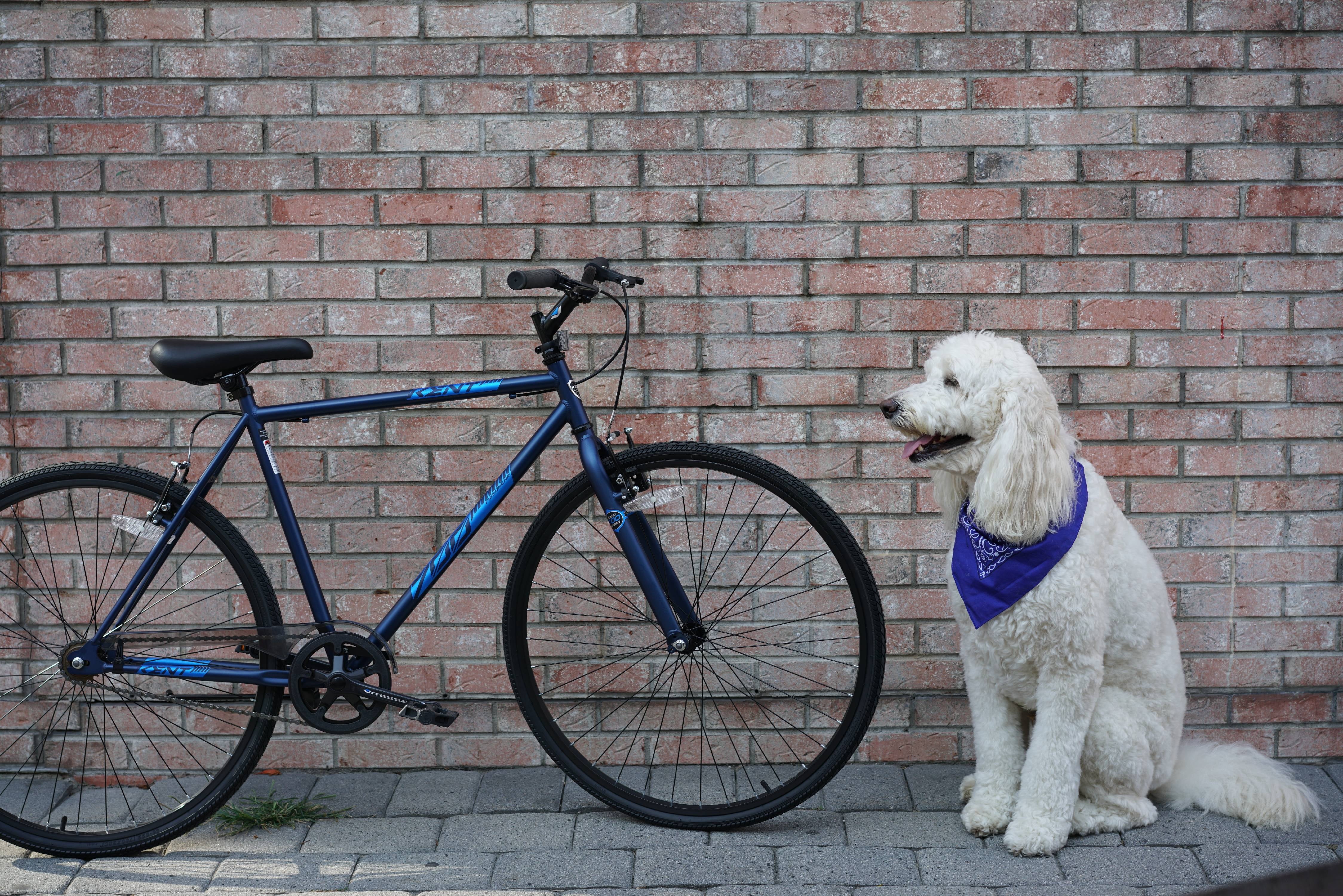 700c Thruster Fixie Men's Bike. Blue