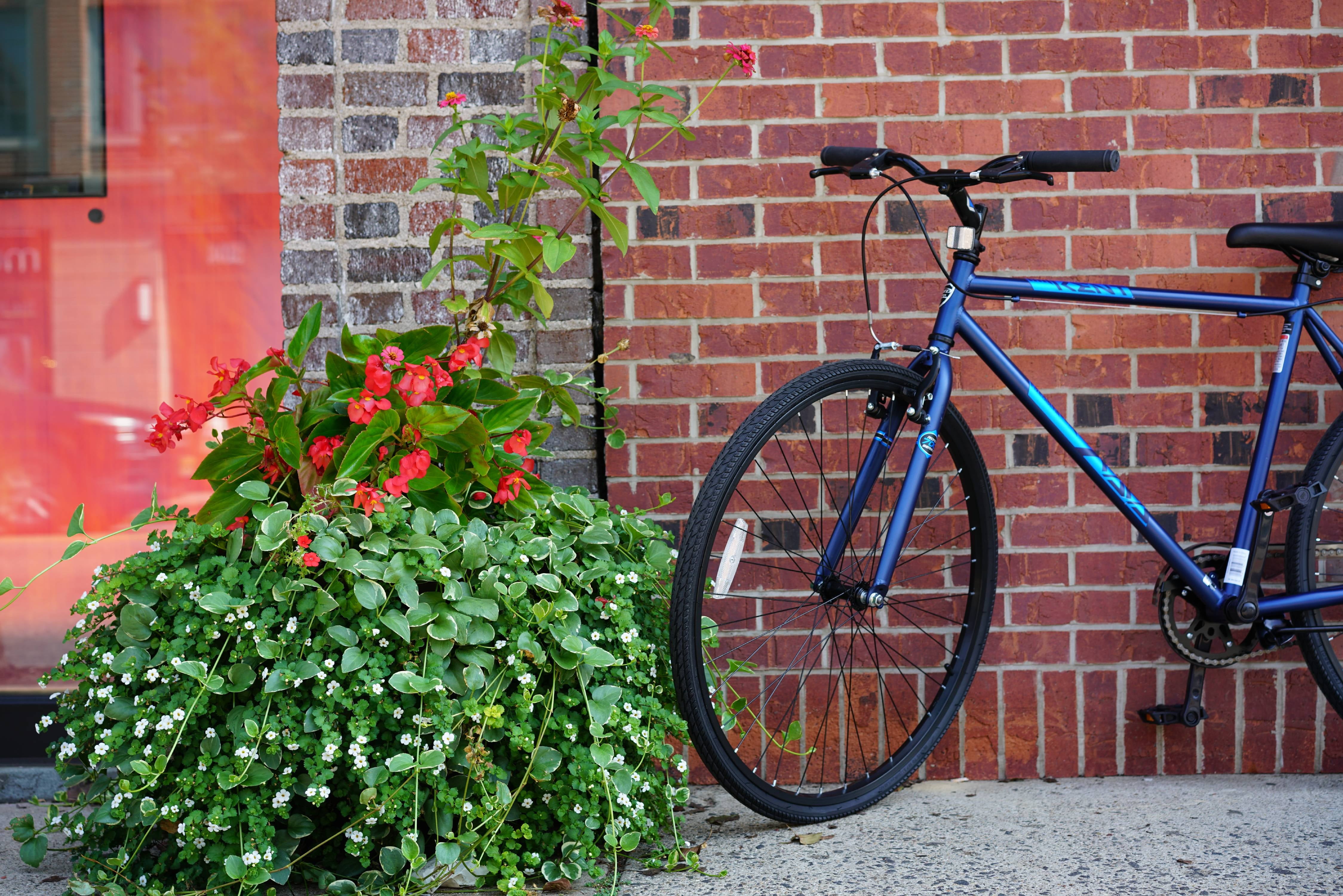 700c Thruster Fixie Men's Bike. Blue
