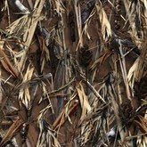 Durafit Seat Covers C1123 DRT C Camo 2007-2013 Chevy Silverado, Avalanche, Suburban/Tahoe. GMC Sierra/Yukon Exact Fit Seat Covers.Grassland