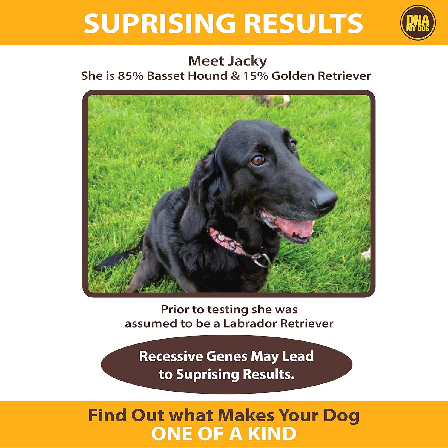 Dna My Dog Canine Breed Identification Test Pack of 2