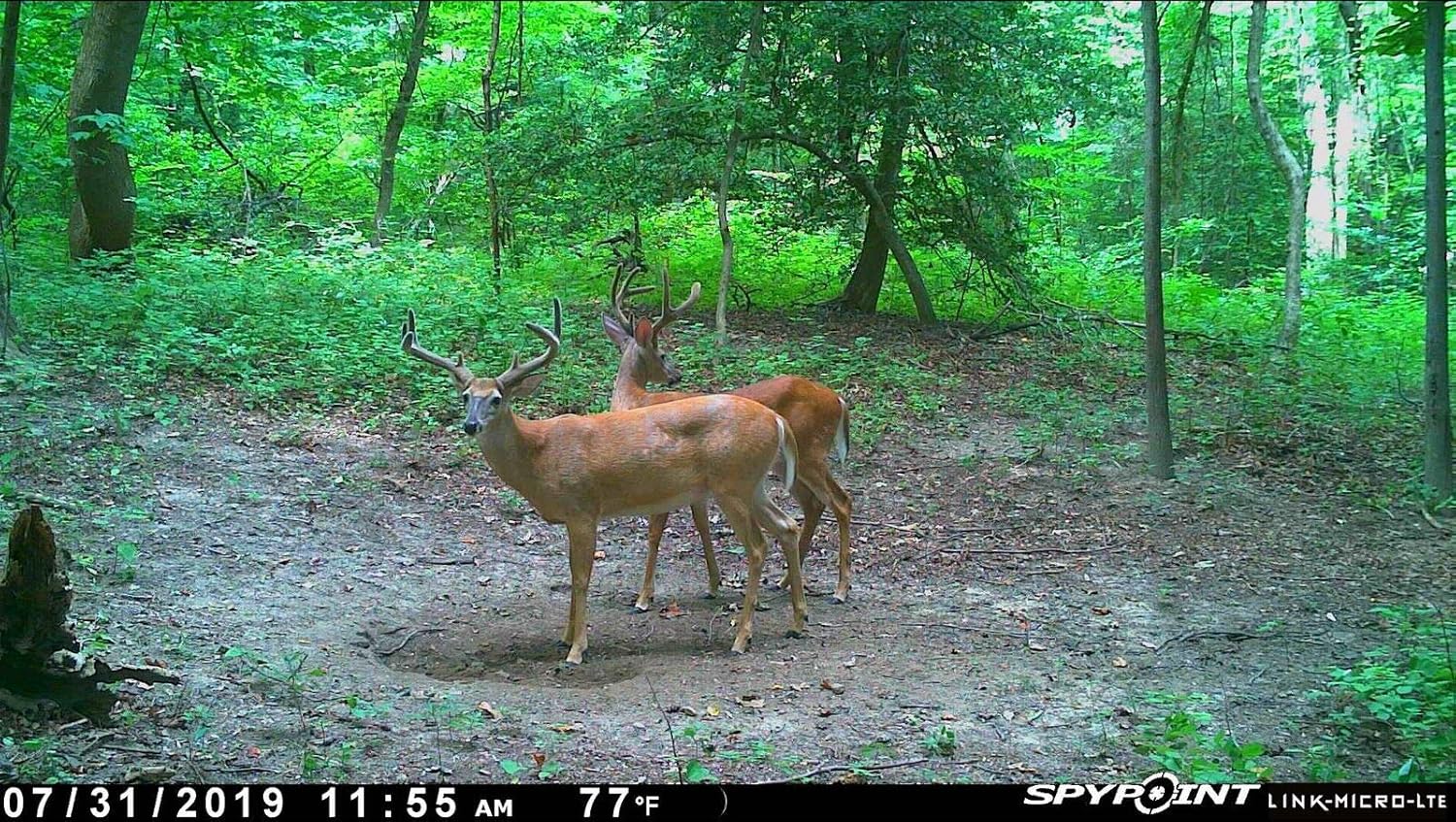 SPYPOINT Link-Micro-LTE Cellular Trail Camera Twin Pack with Two SD Cards and Two Steel Cases (Link-Micro-LTE-V)