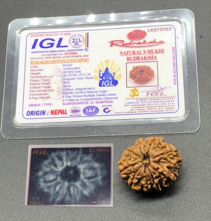 9 Mukhi 30.33mm Nepal Rudraksha 6.62Gms /Nine Face/Goddess Durga Collector Size Rare Bead IGL Certified Exact Bead