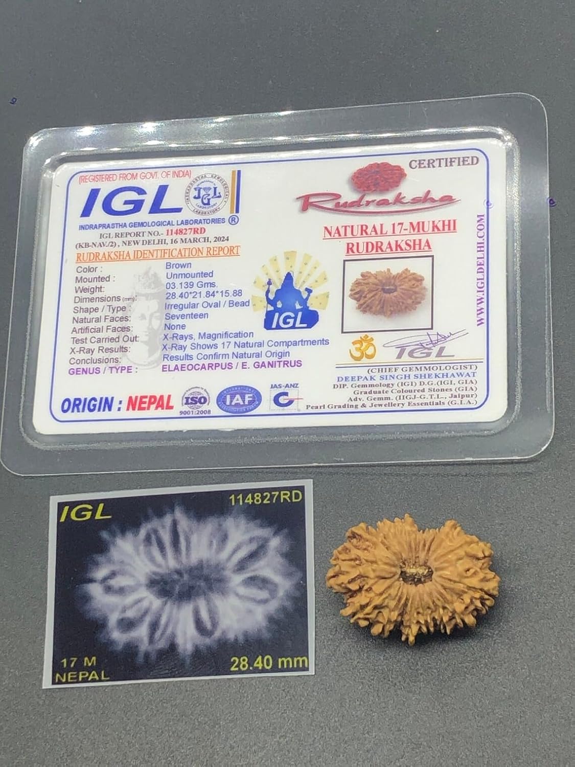 17 Mukhi Nepal Rudraksha 28.40mm 3.13 GMS IGL Certified Seventeen Face 100% Natural Original Nepal Bead, Brown, 17MukhiNpl-3