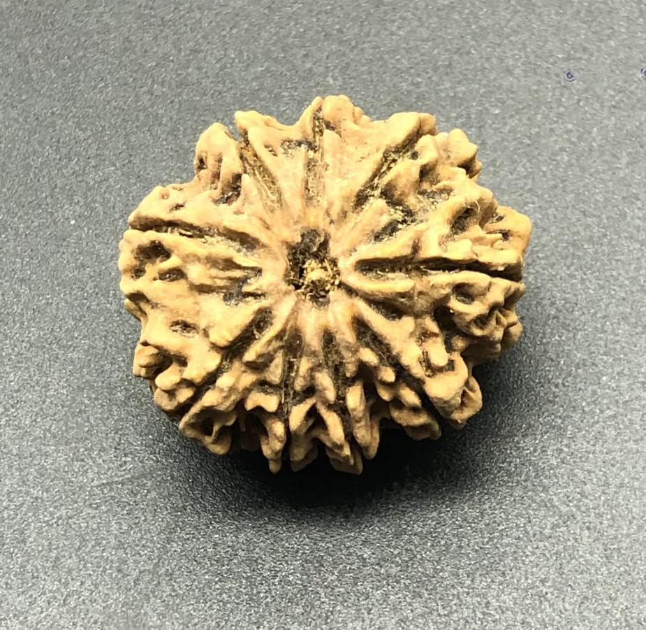 9 Mukhi 31.84mm Nepal Rudraksha 7.27 GMS/Nine Face/Goddess Durga Rare Bead with 9 Seeds IGL Certified Exact Bead