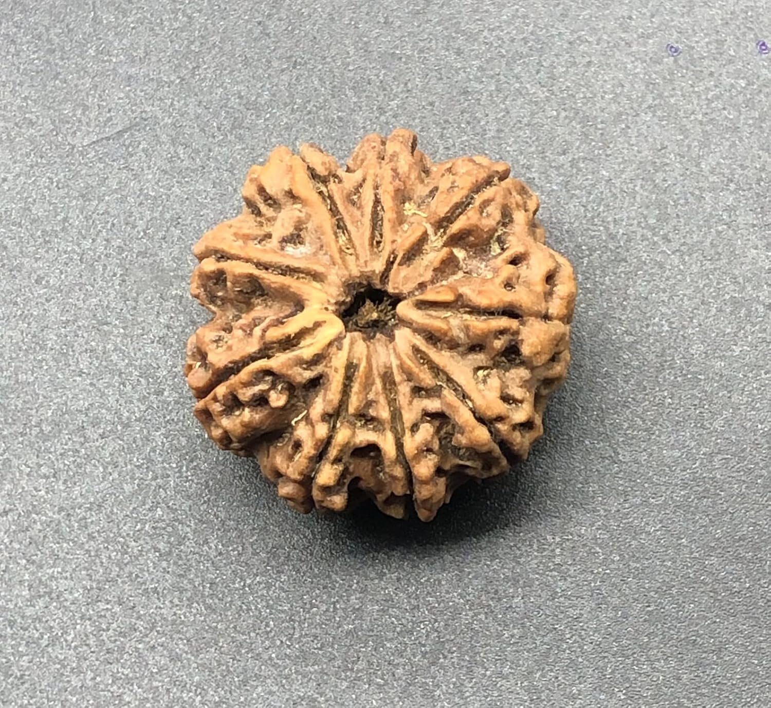 9 Mukhi 29.70mm Nepal Rudraksha 8.59 GMS/Nine Face/Goddess Durga Collector Size Rare Bead IGL Certified Exact Bead