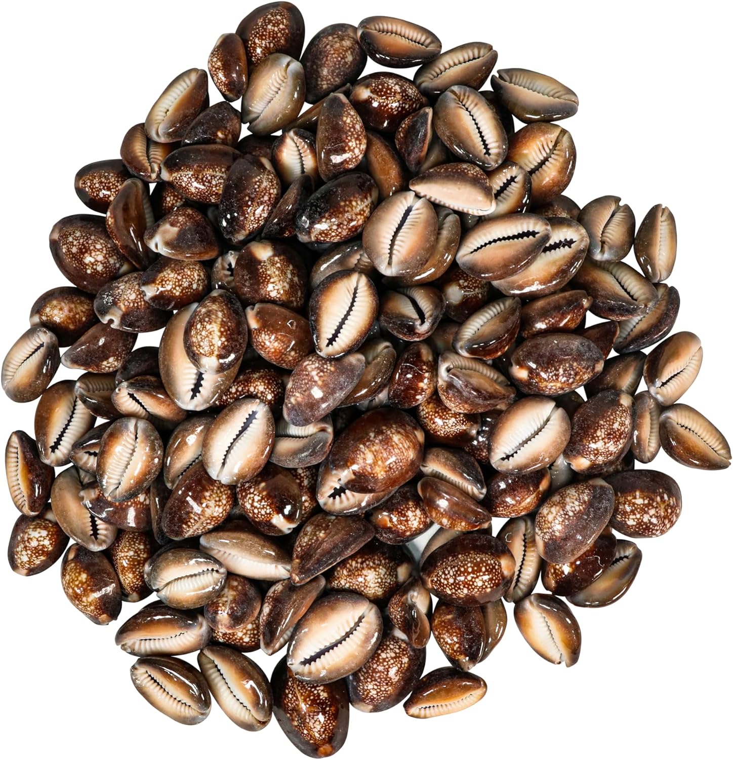 Snakehead Cowrie Shells (1-KG)